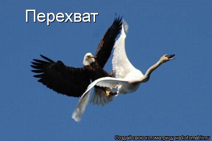 Перехват... Котоматрица: Перехват