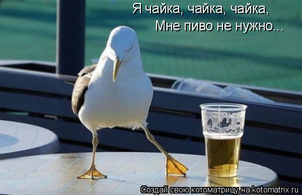 Я чайка, чайка, чайка, Мне пиво не нужно...... Котоматрица: Я чайка, чайка, чайка, Мне пиво не нужно...