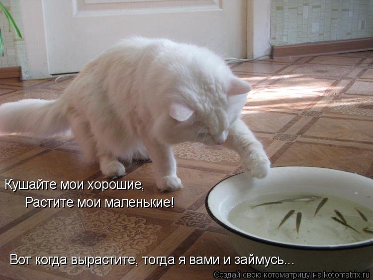 Котоматрица: Кушайте мои хорошие, Растите мои маленькие! Вот когда вырастите, тогда я вами и займусь...