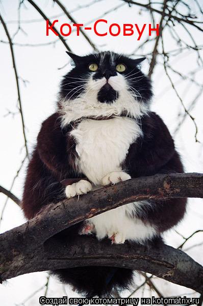 Кот-Совун... Котоматрица: Кот-Совун