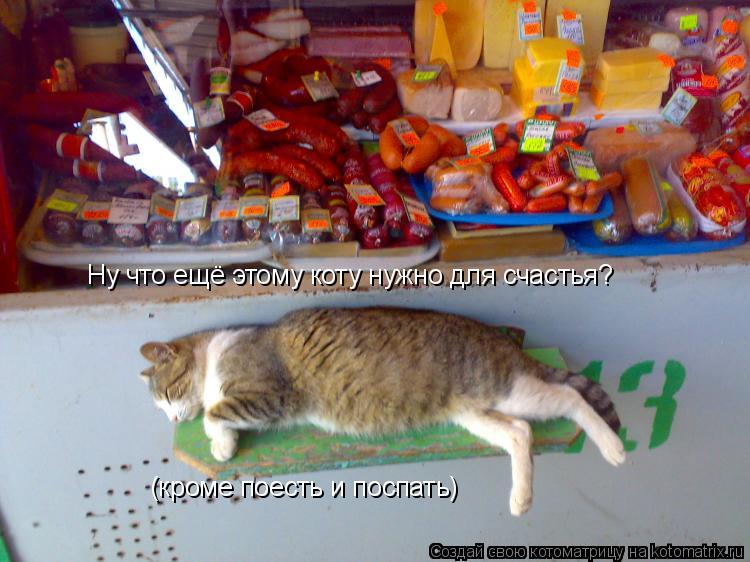 Ну что ещё этому коту нужно для счастья? (кроме поесть и поспать)... Котоматрица: Ну что ещё этому коту нужно для счастья? (кроме поесть и поспать)