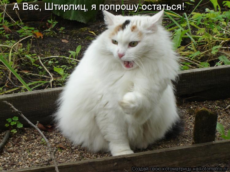 А Вас, Штирлиц, я попрошу остаться!... Котоматрица: А Вас, Штирлиц, я попрошу остаться!