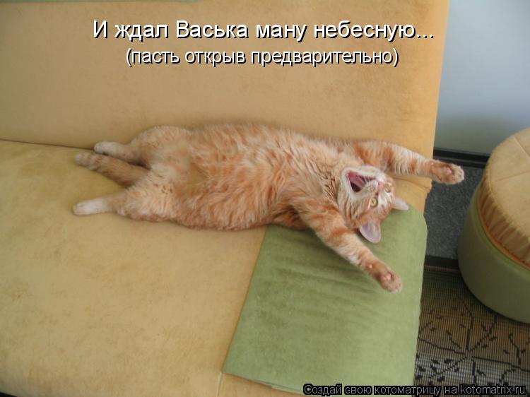 И ждал Васька ману небесную... (пасть открыв предварительно)... Котоматрица: И ждал Васька ману небесную... (пасть открыв предварительно)
