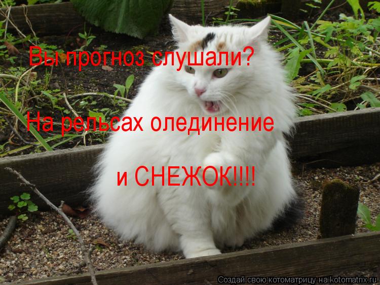 Вы прогноз слушали? и СНЕЖОК!!!! На рельсах олединение... Котоматрица: Вы прогноз слушали? и СНЕЖОК!!!! На рельсах олединение