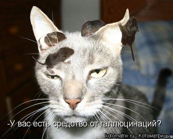 -У вас есть средство от галлюцинаций?... Котоматрица: -У вас есть средство от галлюцинаций?