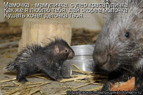 Мамочка - мамуличка, супер красатуличка Как же я люблю тебя, дай скорее молочка Кушать хочет деточка ... Котоматрица: Мамочка - мамуличка, супер красатуличка Как же я люблю тебя, дай скорее молочка Кушать хочет деточка твоя....