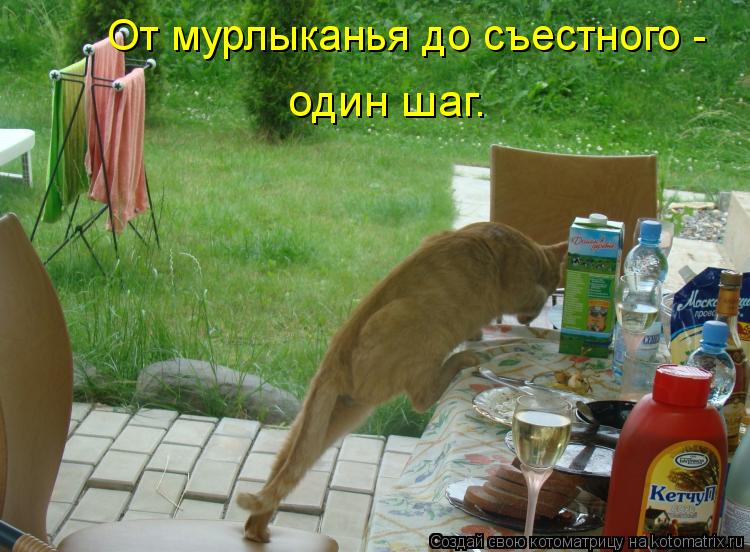 От мурлыканья до съестного - один шаг.... Котоматрица: От мурлыканья до съестного - один шаг.