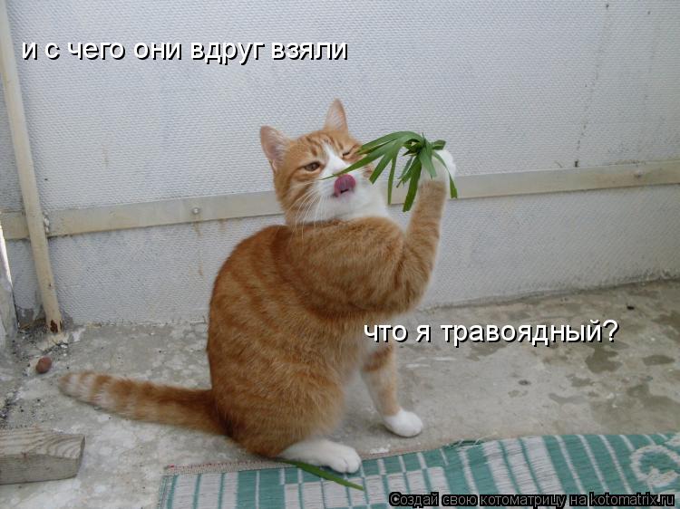 и с чего они вдруг взяли что я травоядный?... Котоматрица: и с чего они вдруг взяли что я травоядный?