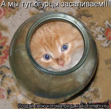 А мы тут огурцы засаливаем!!!... Котоматрица: А мы тут огурцы засаливаем!!!