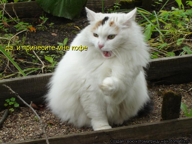да, и принесите мне кофе... Котоматрица: да, и принесите мне кофе