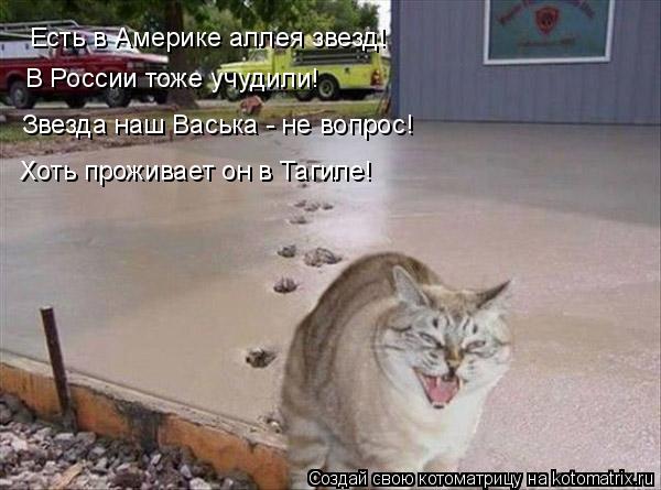 Есть в Америке аллея звезд! В России тоже учудили! Звезда наш Васька - не вопрос! Хоть проживает он в... Котоматрица: Есть в Америке аллея звезд! В России тоже учудили! Звезда наш Васька - не вопрос! Хоть проживает он в Тагиле!