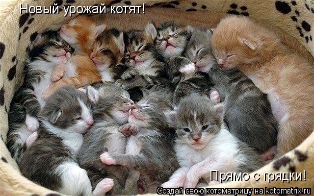 Новый урожай котят! Прямо с грядки!... Котоматрица: Новый урожай котят! Прямо с грядки!