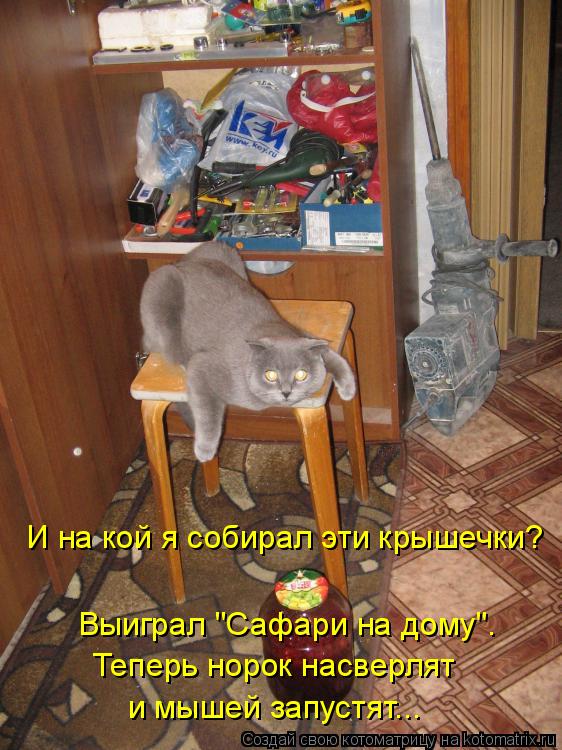 И на кой я собирал эти крышечки? Выиграл "Сафари на дому". Теперь норок насверлят и мышей запустят...... Котоматрица: И на кой я собирал эти крышечки? Выиграл "Сафари на дому". Теперь норок насверлят и мышей запустят...