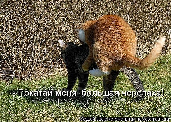 - Покатай меня, большая черепаха!... Котоматрица: - Покатай меня, большая черепаха!