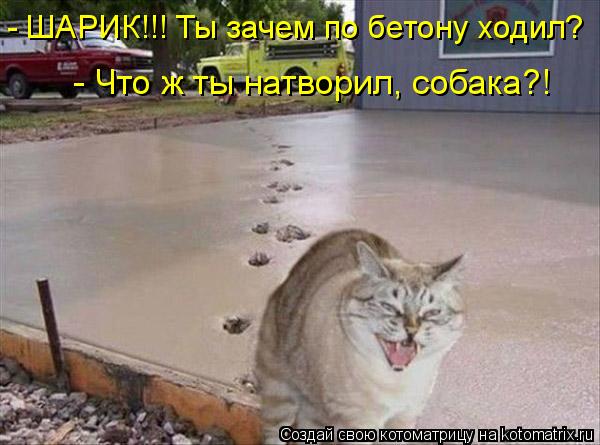 - Что ж ты натворил, собака?! - ШАРИК!!! Ты зачем по бетону ходил?... Котоматрица: - Что ж ты натворил, собака?! - ШАРИК!!! Ты зачем по бетону ходил?