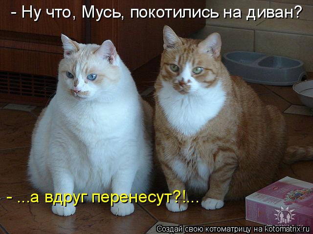 - Ну что, Мусь, покотились на диван? - ...а вдруг перенесут?!...... Котоматрица: - Ну что, Мусь, покотились на диван? - ...а вдруг перенесут?!...