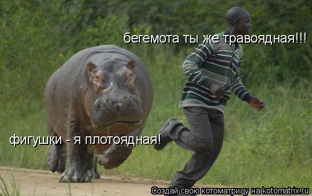 бегемота ты же травоядная!!! фигушки - я плотоядная!... Котоматрица: бегемота ты же травоядная!!! фигушки - я плотоядная!