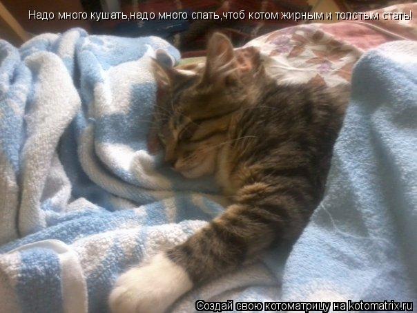 Надо много кушать,надо много спать,чтоб котом жирным и толстым стать!... Котоматрица: Надо много кушать,надо много спать,чтоб котом жирным и толстым стать!