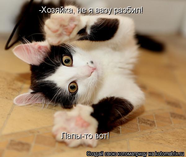 -Хозяйка, не я вазу разбил! Лапы-то вот!... Котоматрица: -Хозяйка, не я вазу разбил! Лапы-то вот!
