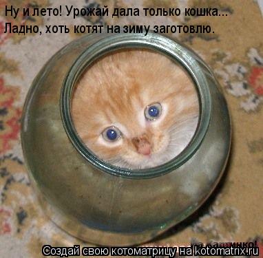 Ну и лето! Урожай дала только кошка... Ладно, хоть котят на зиму заготовлю.... Котоматрица: Ну и лето! Урожай дала только кошка... Ладно, хоть котят на зиму заготовлю.