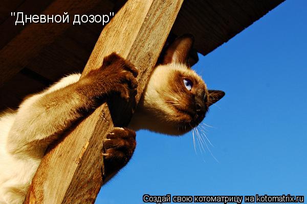 "Дневной дозор"... Котоматрица: "Дневной дозор"
