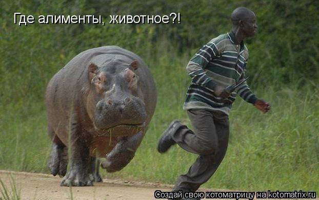 Где алименты, животное?!... Котоматрица: Где алименты, животное?!