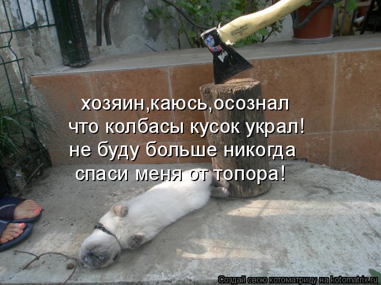 хозяин,каюсь,осознал что колбасы кусок украл! не буду больше никогда спаси меня от топора!... Котоматрица: хозяин,каюсь,осознал что колбасы кусок украл! не буду больше никогда спаси меня от топора!
