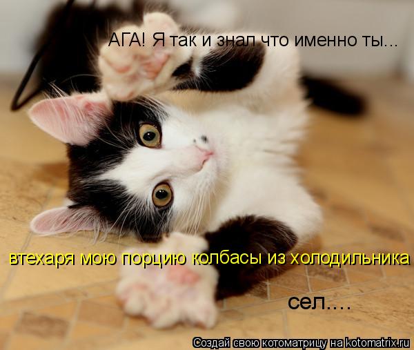 АГА! Я так и знал что именно ты у меня АГА! Я так и знал что именно ты АГА! Я так и знал что именно... Котоматрица: АГА! Я так и знал что именно ты у меня АГА! Я так и знал что именно ты АГА! Я так и знал что именно ты... втехаря мою порцию колбасы из холодиль