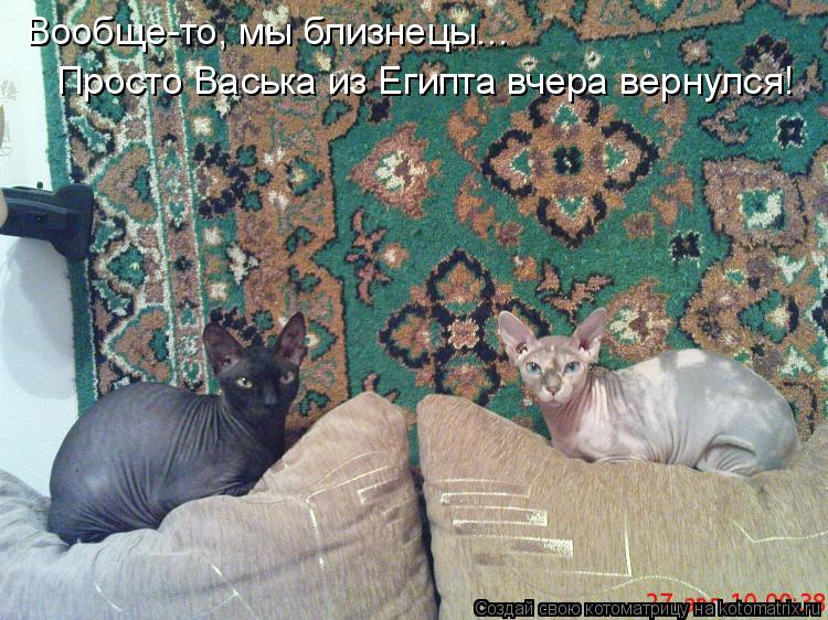 Вообще-то, мы близнецы... Просто Васька из Египта вчера вернулся!... Котоматрица: Вообще-то, мы близнецы... Просто Васька из Египта вчера вернулся!