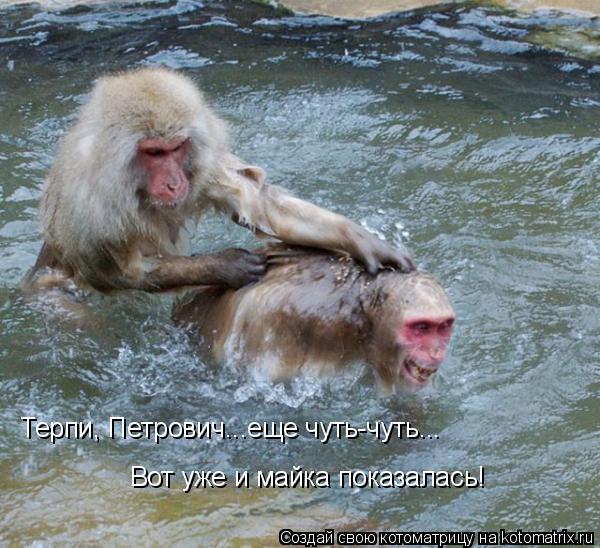Терпи, Петрович...еще чуть-чуть... Вот уже и майка показалась!... Котоматрица: Терпи, Петрович...еще чуть-чуть... Вот уже и майка показалась!