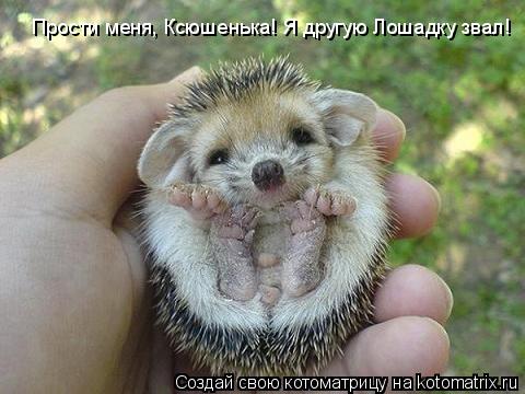 Прости меня, Ксюшенька! Я другую Лошадку звал!... Котоматрица: Прости меня, Ксюшенька! Я другую Лошадку звал!