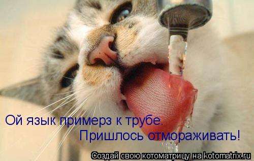 Ой язык примерз к трубе. Пришлось отмораживать!... Котоматрица: Ой язык примерз к трубе. Пришлось отмораживать!