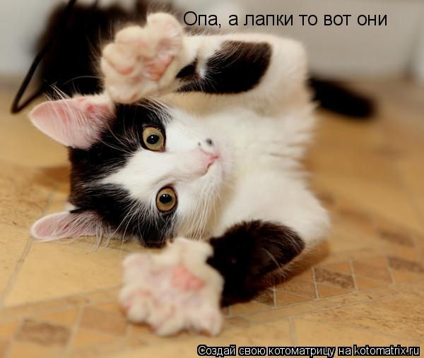 Опа, а лапки то вот они... Котоматрица: Опа, а лапки то вот они
