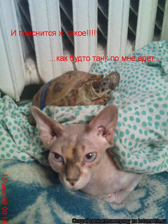 И приснится ж такое!!!!! И приснится ж такое!!!!! ...как будто танк по мне едет.... ...как будто танк... Котоматрица: И приснится ж такое!!!!! И приснится ж такое!!!!! ...как будто танк по мне едет.... ...как будто танк по мне едет....