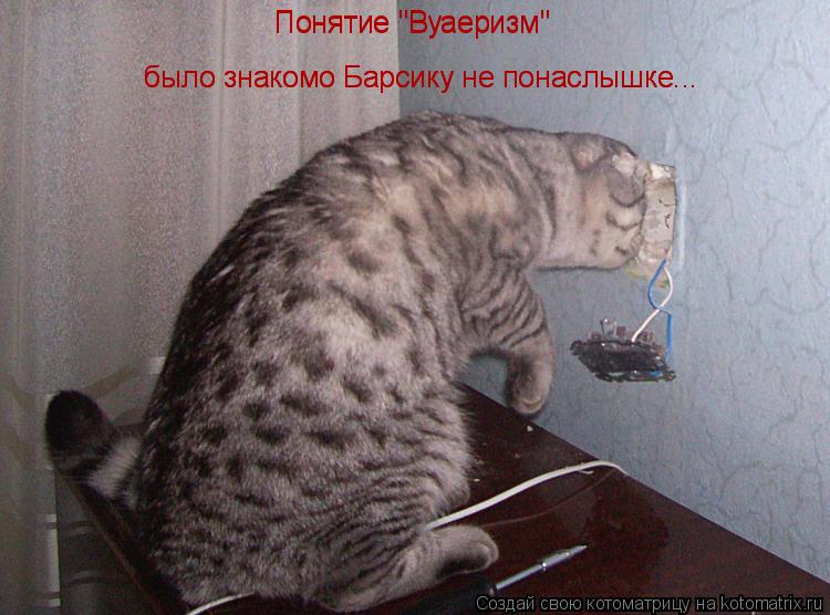 Понятие "Вуаеризм" Понятие "Вуаеризм" было знакомо Барсику не понаслышке... было знакомо Барсику не... Котоматрица: Понятие "Вуаеризм" Понятие "Вуаеризм" было знакомо Барсику не понаслышке... было знакомо Барсику не понаслышке...