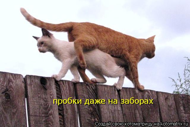 пробки даже на заборах... Котоматрица: пробки даже на заборах