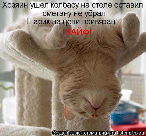 Хозяин ушел колбасу на столе оставил сметану не убрал Шарик на цепи привязан КАЙФ!... Котоматрица: Хозяин ушел колбасу на столе оставил сметану не убрал Шарик на цепи привязан КАЙФ!