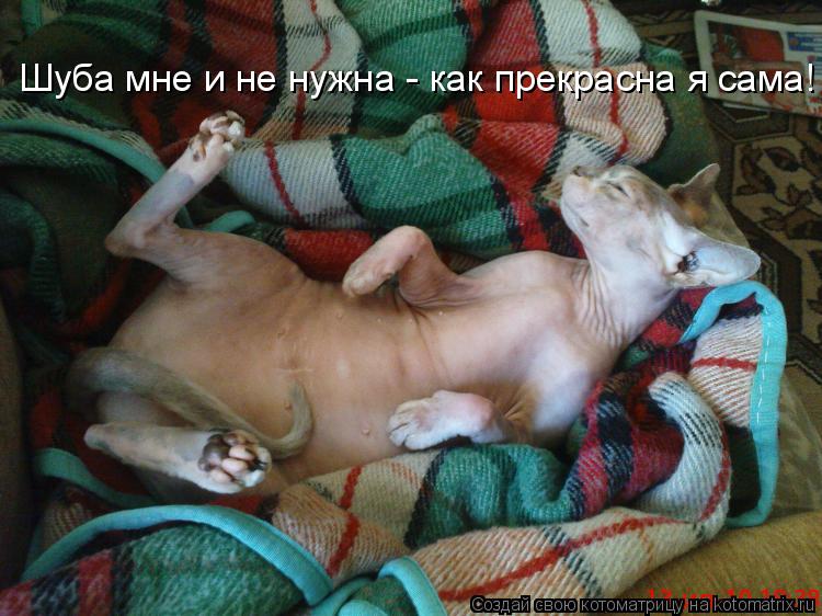 Шуба мне и не нужна - как прекрасна я сама!... Котоматрица: Шуба мне и не нужна - как прекрасна я сама!