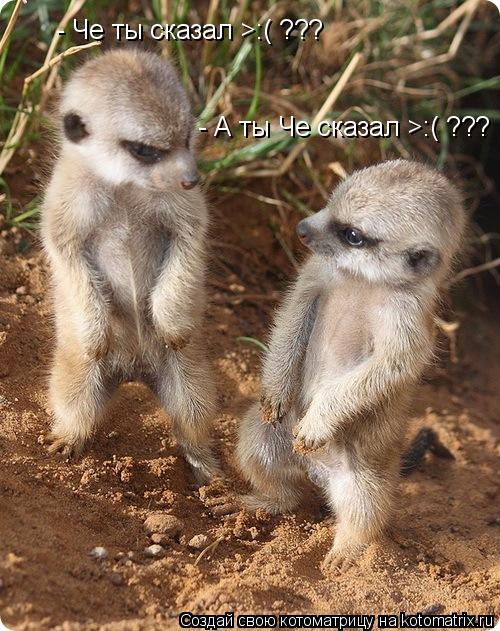 - Че ты сказал >:( ??? - А ты Че сказал >:( ???... Котоматрица: - Че ты сказал >:( ??? - А ты Че сказал >:( ???
