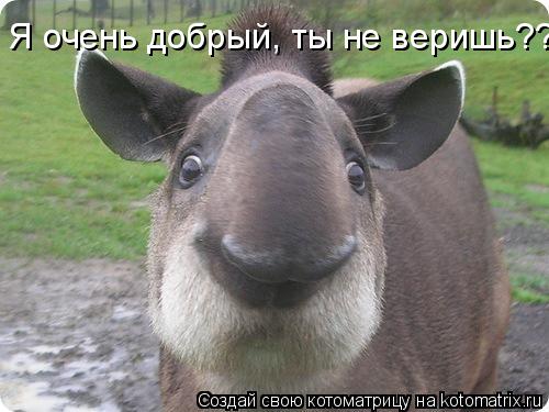 Я очень добрый, ты не веришь???... Котоматрица: Я очень добрый, ты не веришь???