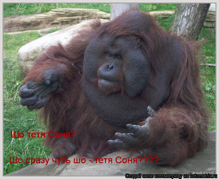 Шо тетя Соня? Шо тетя Соня? Шо сразу чуть шо - тетя Соня???? Шо сразу чуть шо - тетя Соня????... Котоматрица: Шо тетя Соня? Шо тетя Соня? Шо сразу чуть шо - тетя Соня???? Шо сразу чуть шо - тетя Соня????