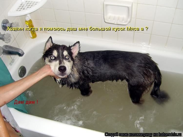 Хозяин когда я помоюсь даш мне большой кусок Мяса а ? Дам дам !... Котоматрица: Хозяин когда я помоюсь даш мне большой кусок Мяса а ? Дам дам !