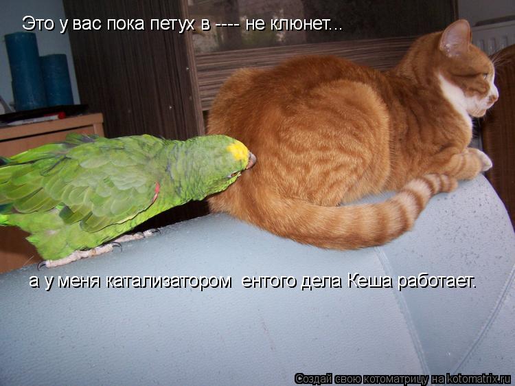Это у вас пока петух в ---- не клюнет... Это у вас пока петух в ---- не клюнет... а у меня катализато... Котоматрица: Это у вас пока петух в ---- не клюнет... Это у вас пока петух в ---- не клюнет... а у меня катализатором ентого дела Кеша работает. а у меня катализа