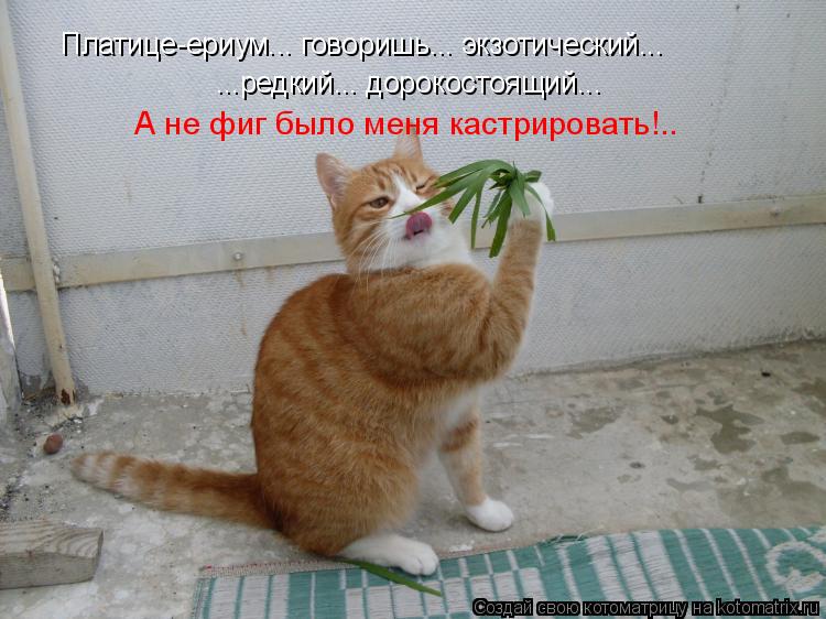 Платице-ериум... говоришь... экзотический... ...редкий... дорокостоящий... А не фиг было меня кастри... Котоматрица: Платице-ериум... говоришь... экзотический... ...редкий... дорокостоящий... А не фиг было меня кастрировать!..