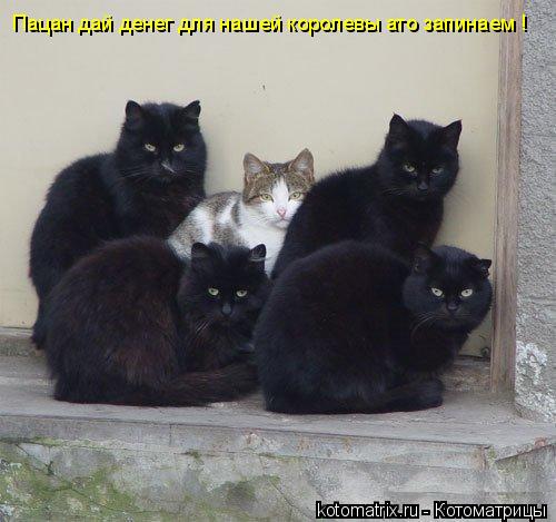 Пацан дай денег для нашей королевы ато запинаем !... Котоматрица: Пацан дай денег для нашей королевы ато запинаем !