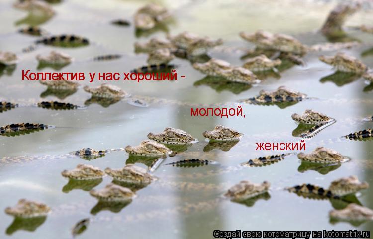 Коллектив у нас хороший - Коллектив у нас хороший - молодой, молодой, женский... Котоматрица: Коллектив у нас хороший - Коллектив у нас хороший - молодой, молодой, женский