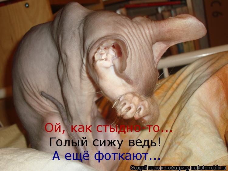 Ой, как стыдно-то... Голый сижу ведь! А ещё фоткают...... Котоматрица: Ой, как стыдно-то... Голый сижу ведь! А ещё фоткают...