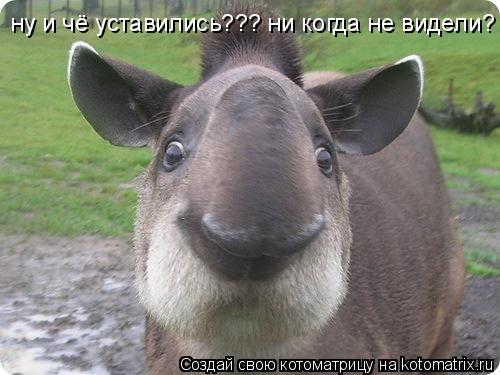ну и чё уставились??? ни когда не видели?... Котоматрица: ну и чё уставились??? ни когда не видели?