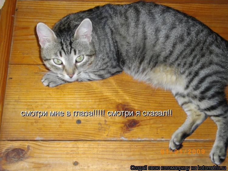 смотри мне в глаза!!!!! смотри я сказал!!... Котоматрица: смотри мне в глаза!!!!! смотри я сказал!!