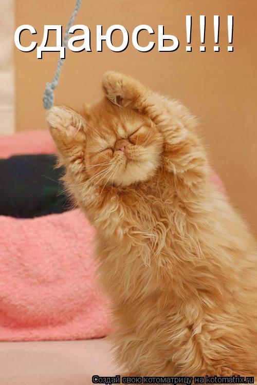 сдаюсь!!!!... Котоматрица: сдаюсь!!!!